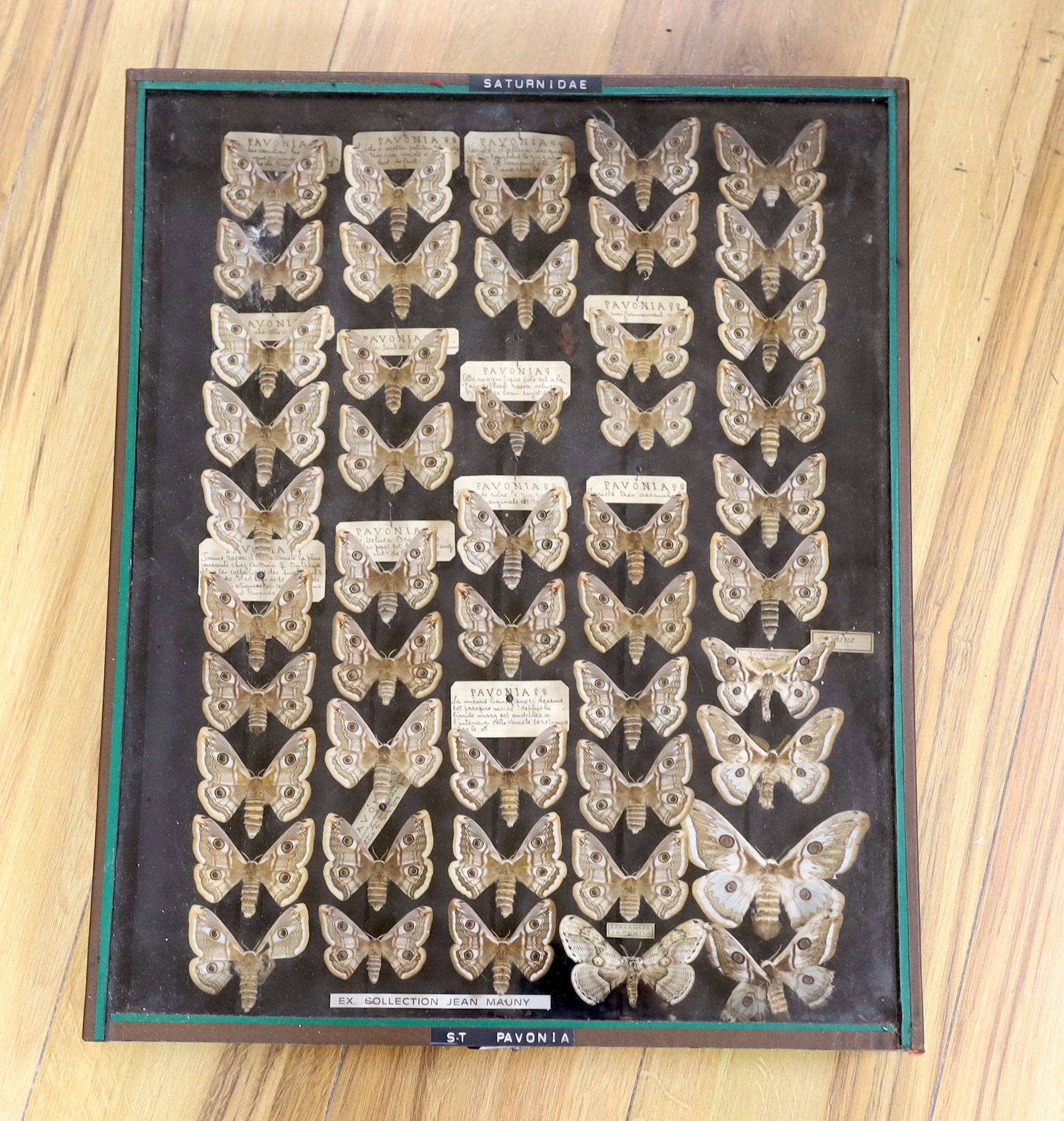 A glazed case of specimen moths, “Saturnia pavonia’, 43.5cm x 53cm